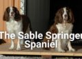 Sable Springer Spaniel- Facts and Images