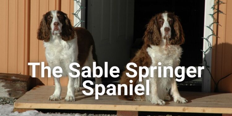 Sable Springer Spaniel- Facts and Images
