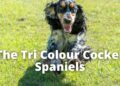 Tri Color Working Cocker Spaniel Breeds