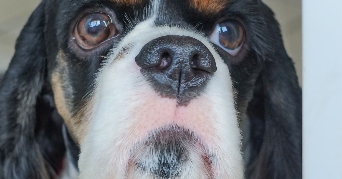 Tri Color Working Cocker Spaniel Breeds