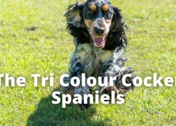 Tri Color Working Cocker Spaniel Breeds