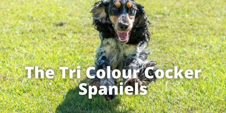 Tri Color Working Cocker Spaniel Breeds