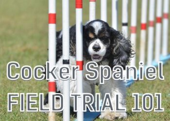 What is a Cocker Spaniel Field Trial?