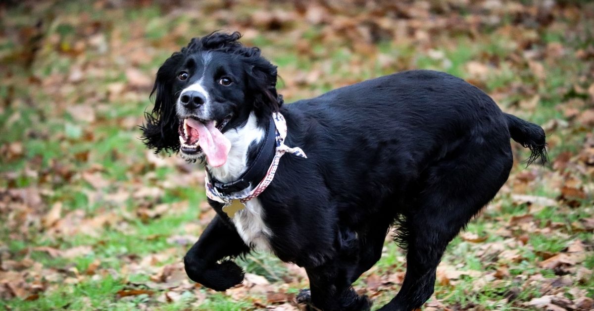 What is a Cocker Spaniel Field Trial?