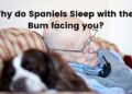 Why do Spaniels Sleep with their Bum facing you?