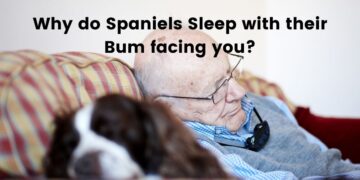 Why do Spaniels Sleep with their Bum facing you?