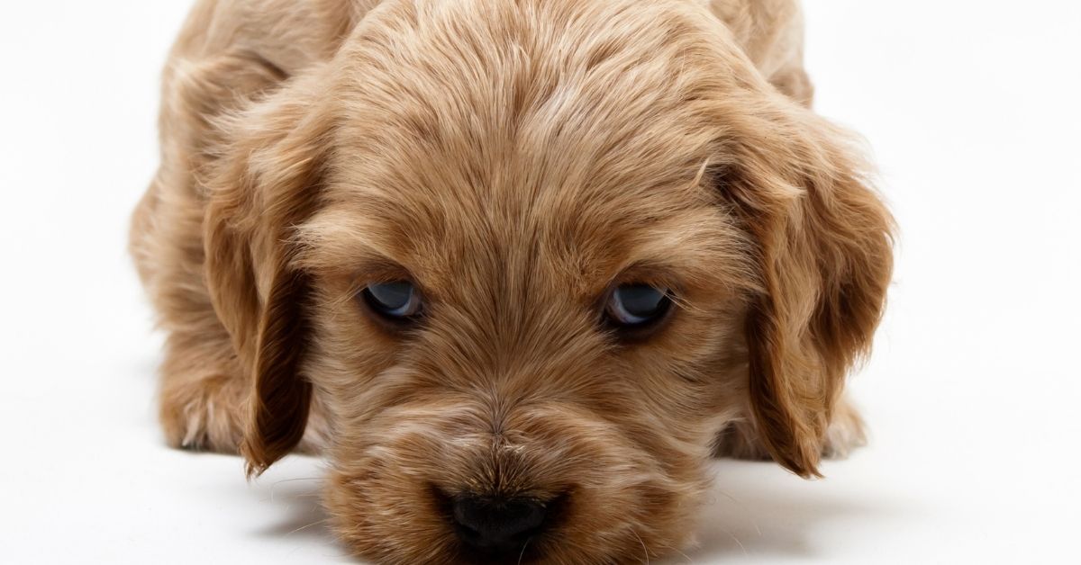 When do Cocker Spaniels Stop Growing?