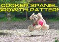 When do Cocker Spaniels Stop Growing?