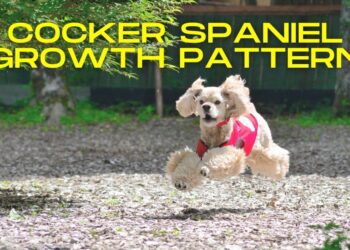 When do Cocker Spaniels Stop Growing?