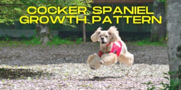 When do Cocker Spaniels Stop Growing?