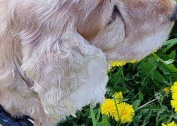 When will my Cocker Spaniel Lose his Puppy Coat?