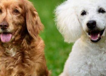 Should you go for a Boykin Spaniel Poodle Mix?