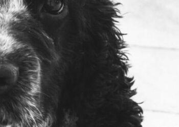 Merle Cocker Spaniel- Why are they so Popular?