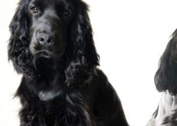 12 Most Popular English Cocker Spaniel Colours and Patterns