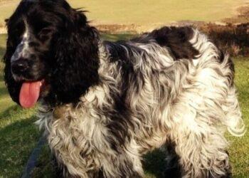 Blue Roan Cocker Spaniels- Five facts to Know Before you Pet them