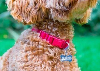 Why does your Cockapoo look like a Poodle?