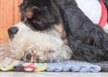 Tri Color Working Cocker Spaniel Breeds