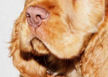 What is a Cockador?- All that you want to know