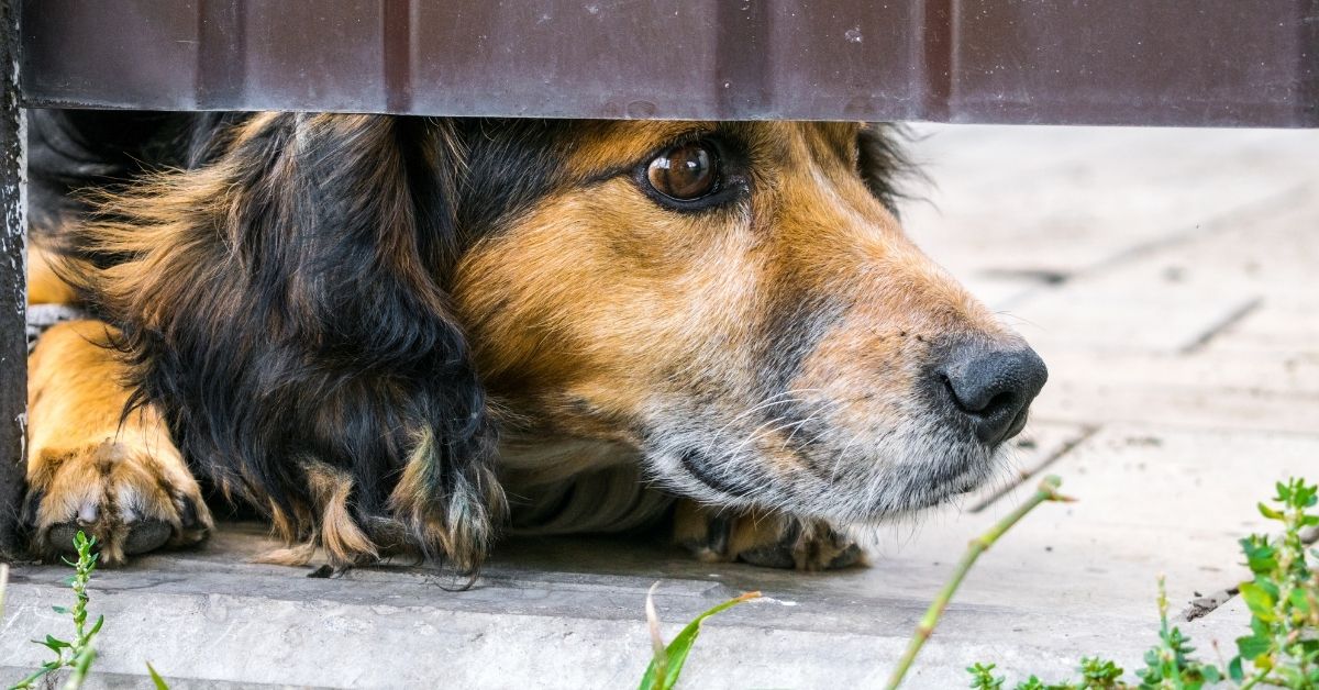13 Reasons Why Your Dog is Acting Weird all of a Sudden Spaniel Dogs