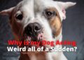 13 Reasons Why Your Dog is Acting Weird all of a Sudden