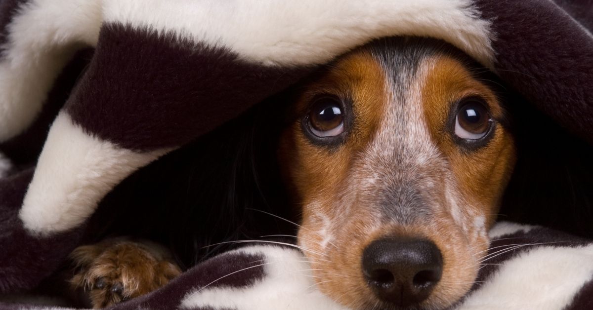 13 Reasons Why Your Dog is Acting Weird all of a Sudden Spaniel Dogs