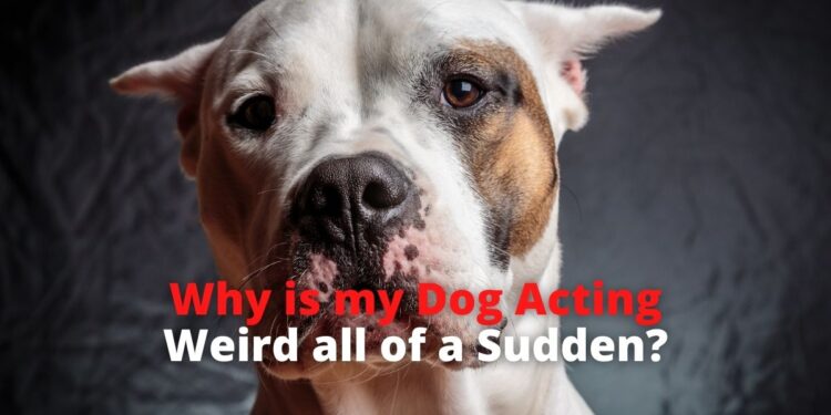 13 Reasons Why Your Dog is Acting Weird all of a Sudden