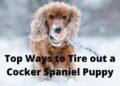 7 Best Ways to Tire out a Cocker Spaniel Puppy in a Small Space