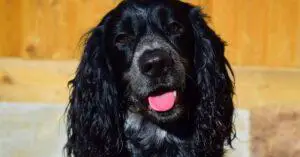 7 Best Ways to Tire out a Cocker Spaniel Puppy in a Small Space