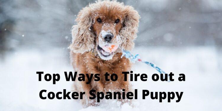 7 Best Ways to Tire out a Cocker Spaniel Puppy in a Small Space