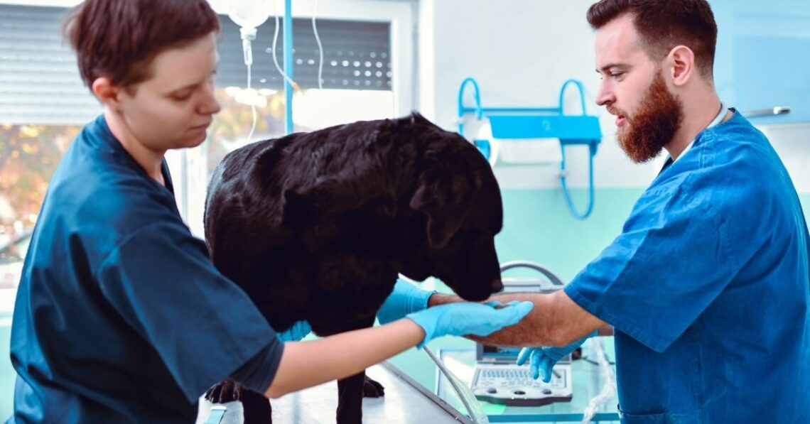 Is giving your Dog Antibiotics a Few Hours Early Ok?