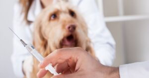 Is giving your Dog Antibiotics a Few Hours Early Ok?