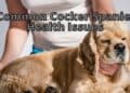 Common Cocker Spaniel Health Issues- How to Act