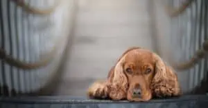 Common Cocker Spaniel Health Issues- How to Act