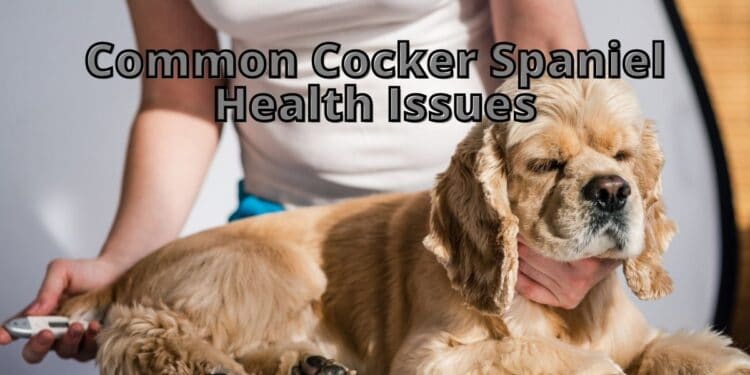 Common Cocker Spaniel Health Issues- How to Act