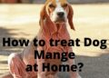 Dog Mange- 7 Natural & Safe Home Remedies
