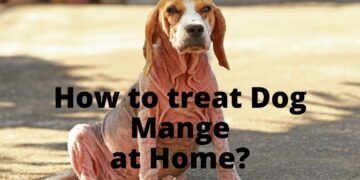 Dog Mange- 7 Natural & Safe Home Remedies
