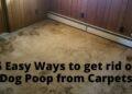 Get Dog Poop Out of Carpet in 5 Easy Steps