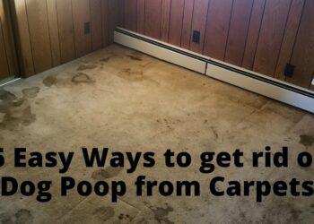 Get Dog Poop Out of Carpet in 5 Easy Steps