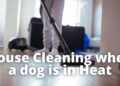 How to keep House Clean when a Dog is in Heat?