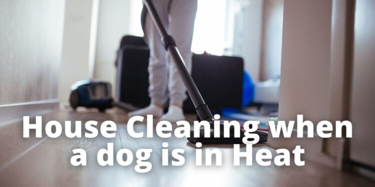 How to keep House Clean when a Dog is in Heat?