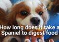 How long does it take a Spaniel to Digest Food?