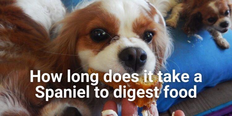 How long does it take a Spaniel to Digest Food?