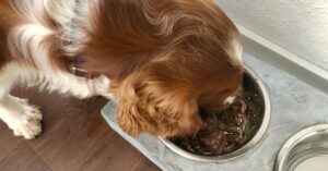 How much Chicken and Rice Can you Feed your Spaniel? (By Weight)