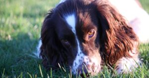 How much Chicken and Rice Can you Feed your Spaniel? (By Weight)