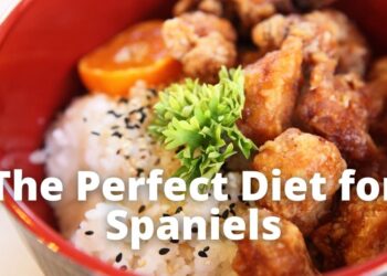 How much Chicken and Rice Can you Feed your Spaniel? (By Weight)