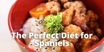 How much Chicken and Rice Can you Feed your Spaniel? (By Weight)