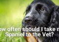 How often should you take your Spaniel to Vet?
