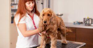 How often should you take your Spaniel to Vet?