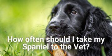 How often should you take your Spaniel to Vet?