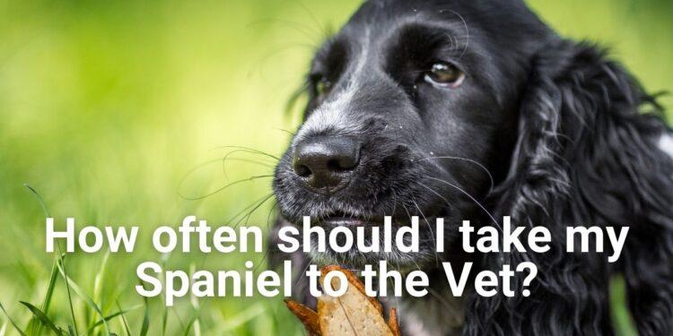 How often should you take your Spaniel to Vet?